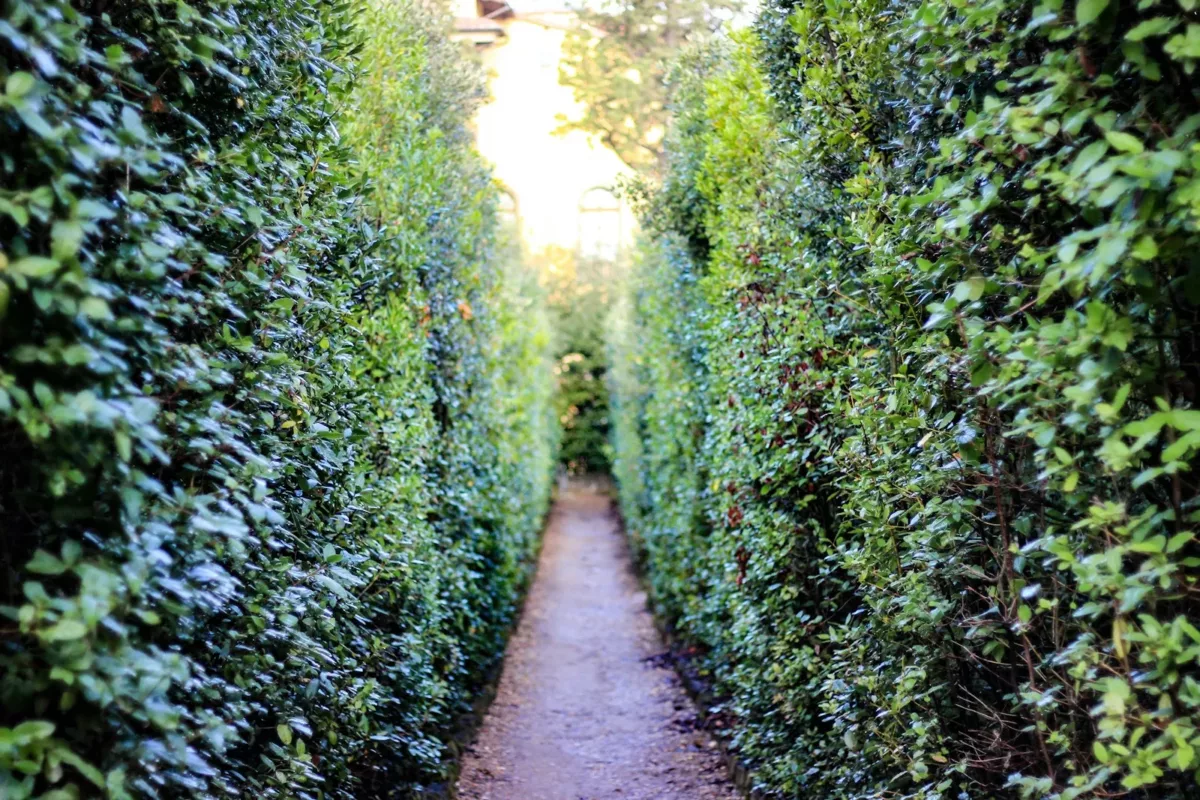 haie verte dans le jardin