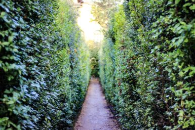 haie verte dans le jardin